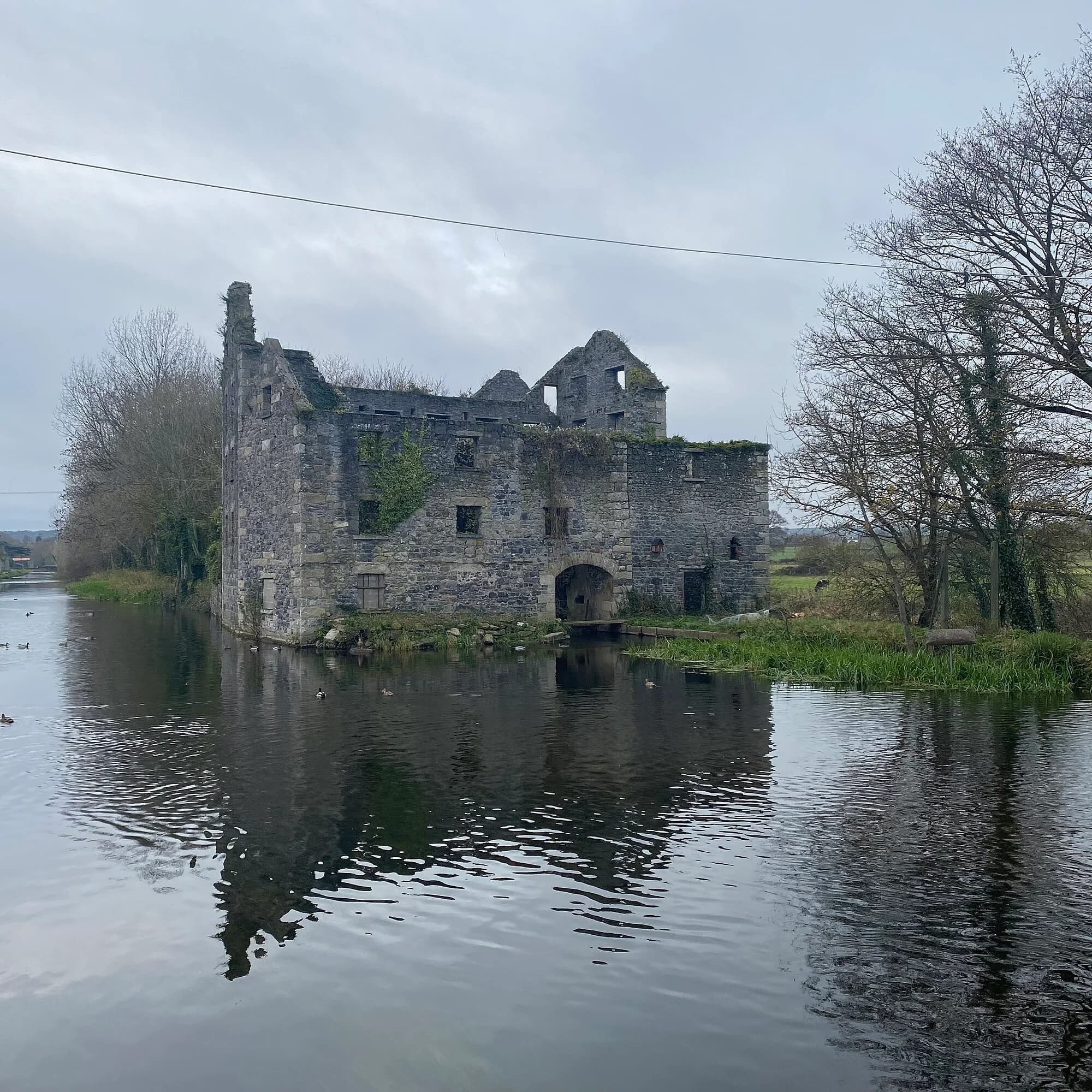 Vets in Bagenalstown